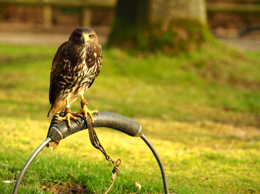 Falconry-Panjnoor